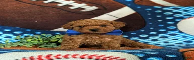 Norris Hypoallergenic