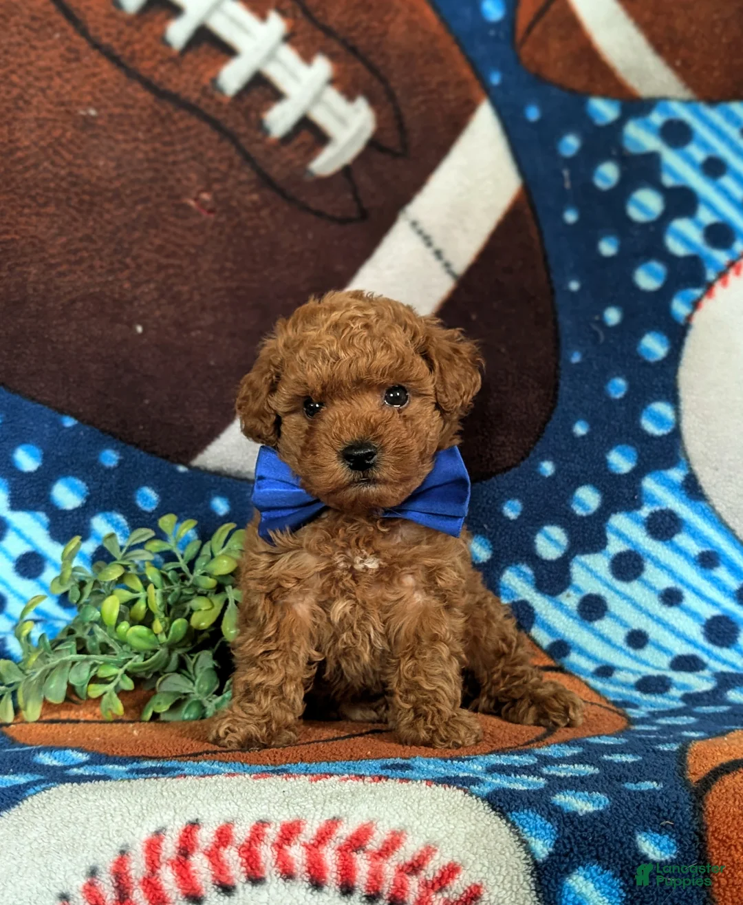 Cavapoo dogs for sale: Norris Hypoallergenic - Ad 1