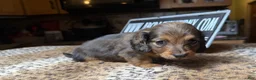Miniature Dachshund dogs for sale: Lh Shaded red - Ad 3