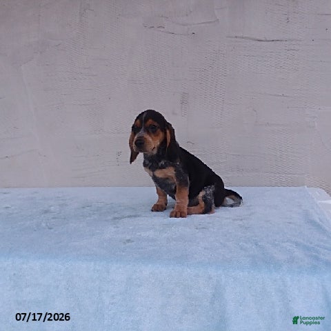 Beagle dogs Smokey - Ad 1