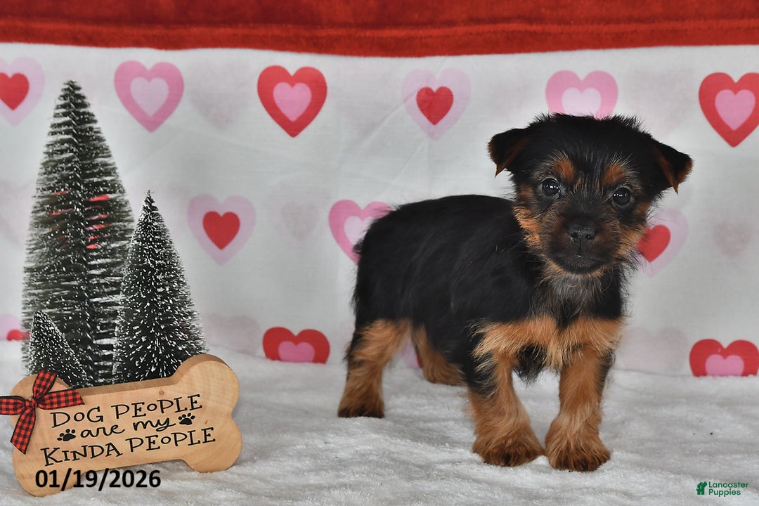 Yorkshire Terrier dogs for sale: Asher - Ad 3