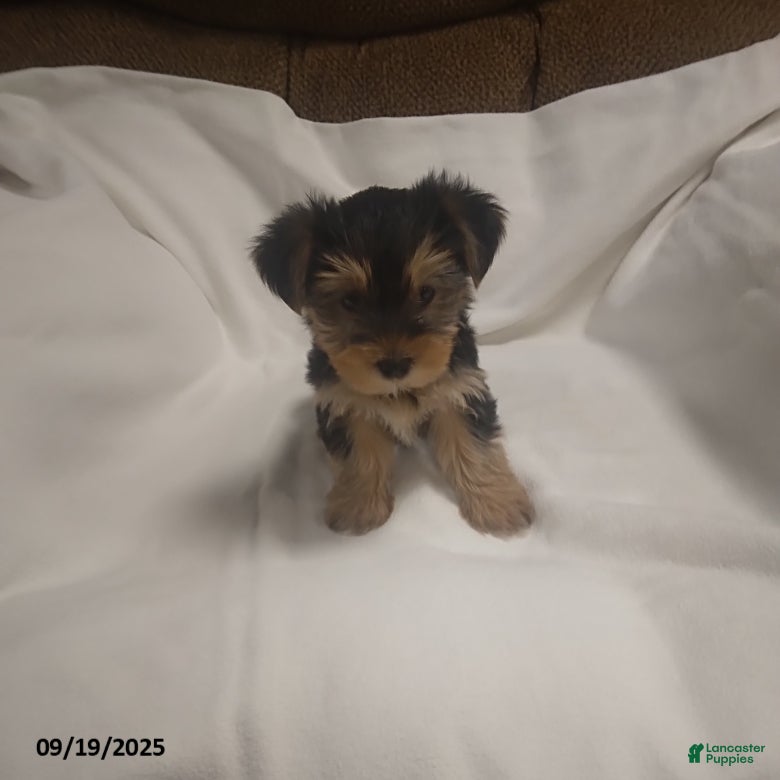 Yorkshire Terrier dogs Buster - Ad 11