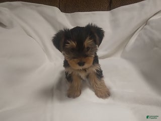 Yorkshire Terrier dogs Buster - Ad 3