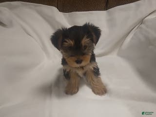 Yorkshire Terrier dogs Buster - Ad 22