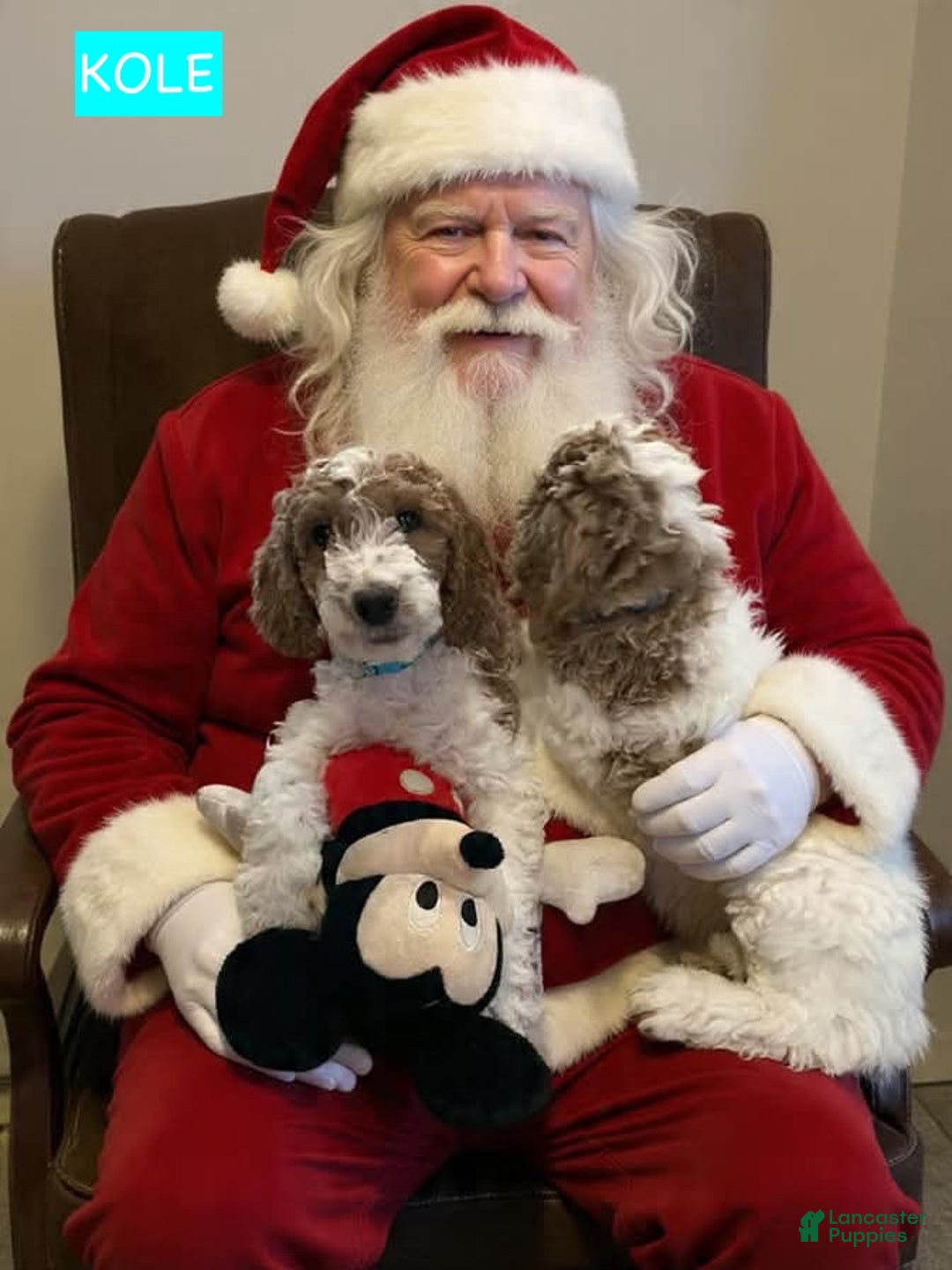 Miniature Labradoodle dogs for sale: Labradoodle Puppy 1 - Ad 1