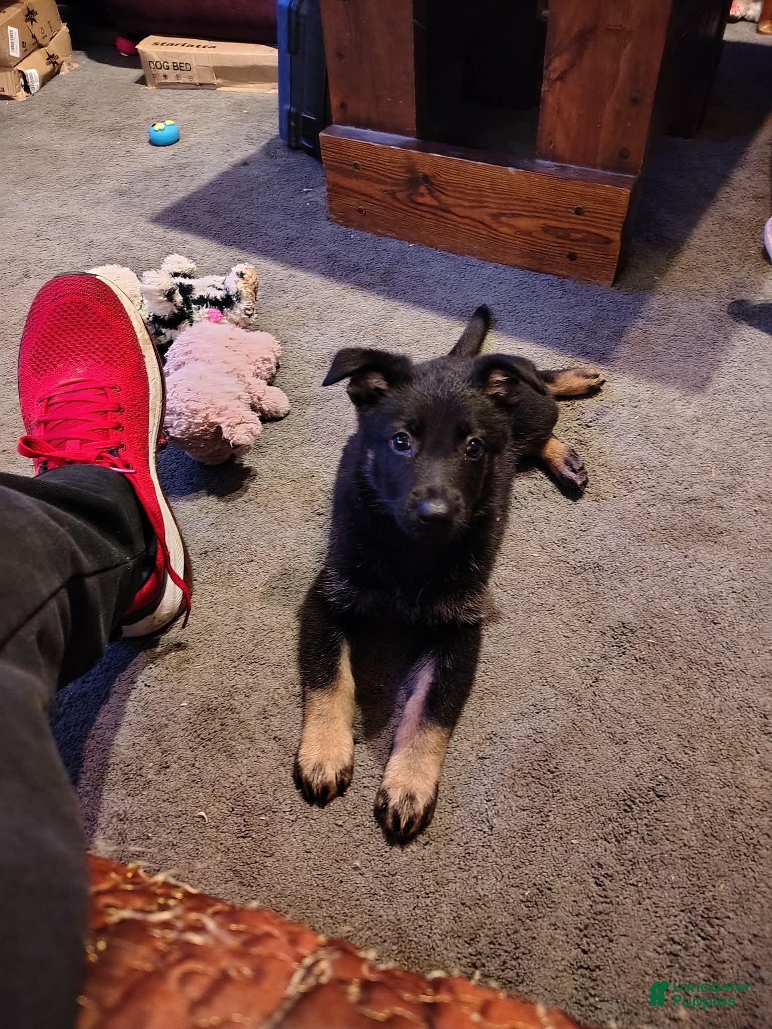 German Shepherd dogs German Shepherd 3 - Ad 1
