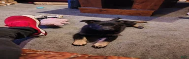 German Shepherd 3