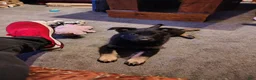 German Shepherd dogs for sale: German Shepherd 3 - Ad 1