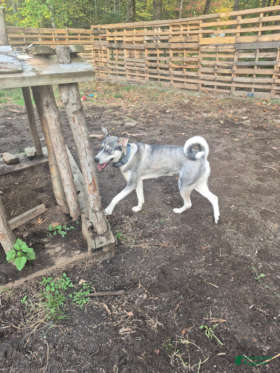 Mixed Breed dogs for sale: Mixed Breed Puppy 1 - Ad 3