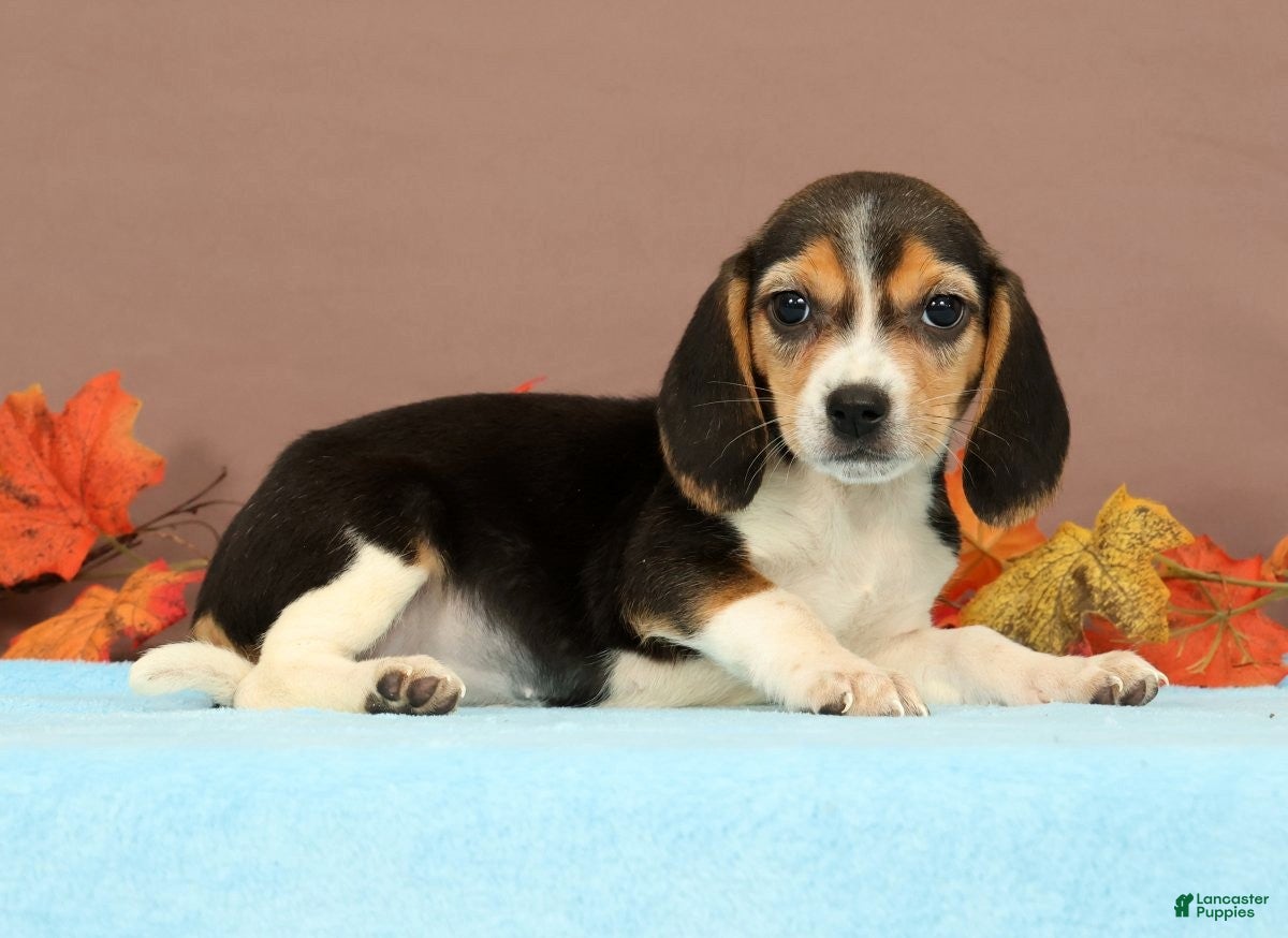 Beagle dogs Dolly - Ad 2