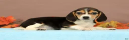 Beagle dogs for sale: Dolly - Ad 2
