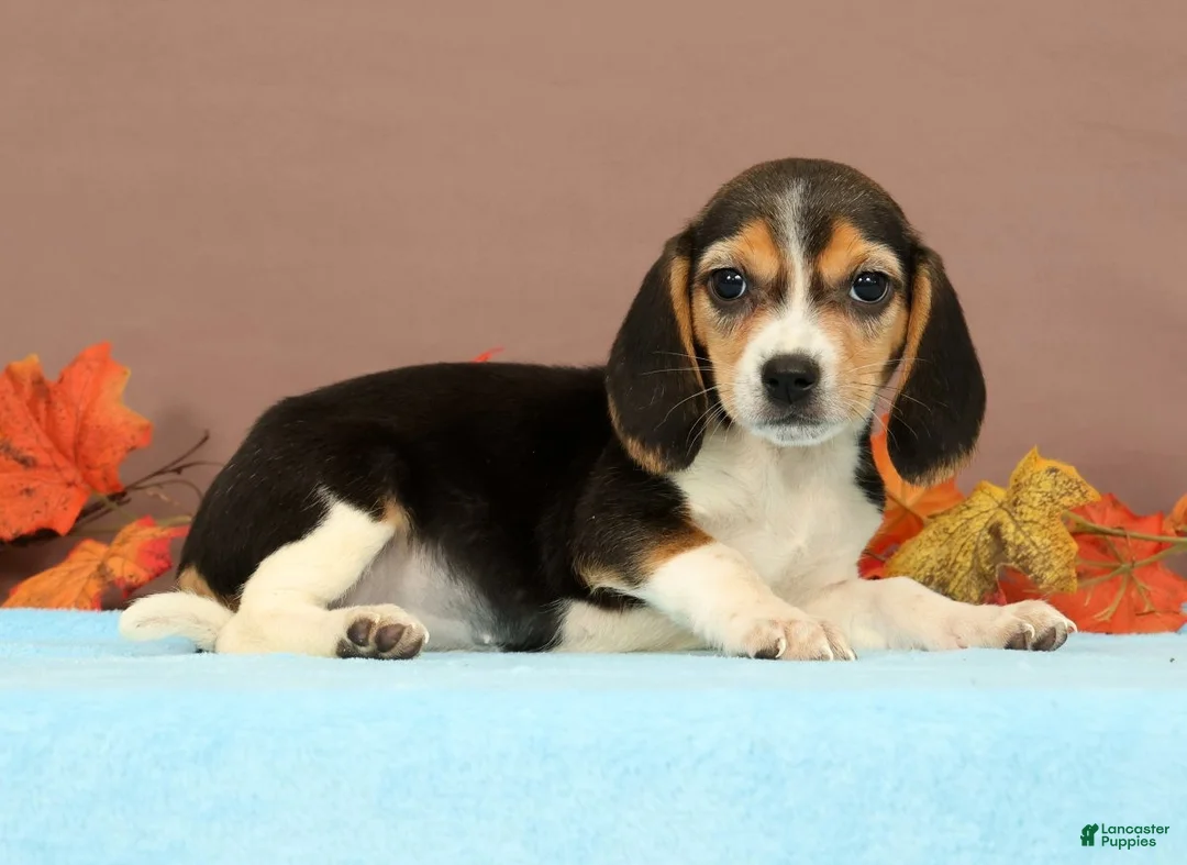 Beagle dogs for sale: Dolly - Ad 2