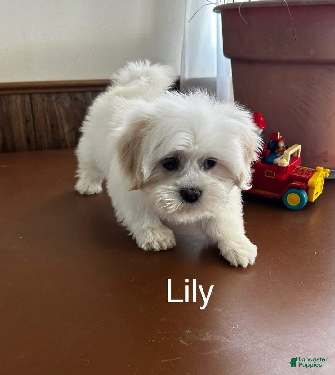 Lhasa Apso dogs for sale: Lhasa Apso Puppy 3 - Ad 2