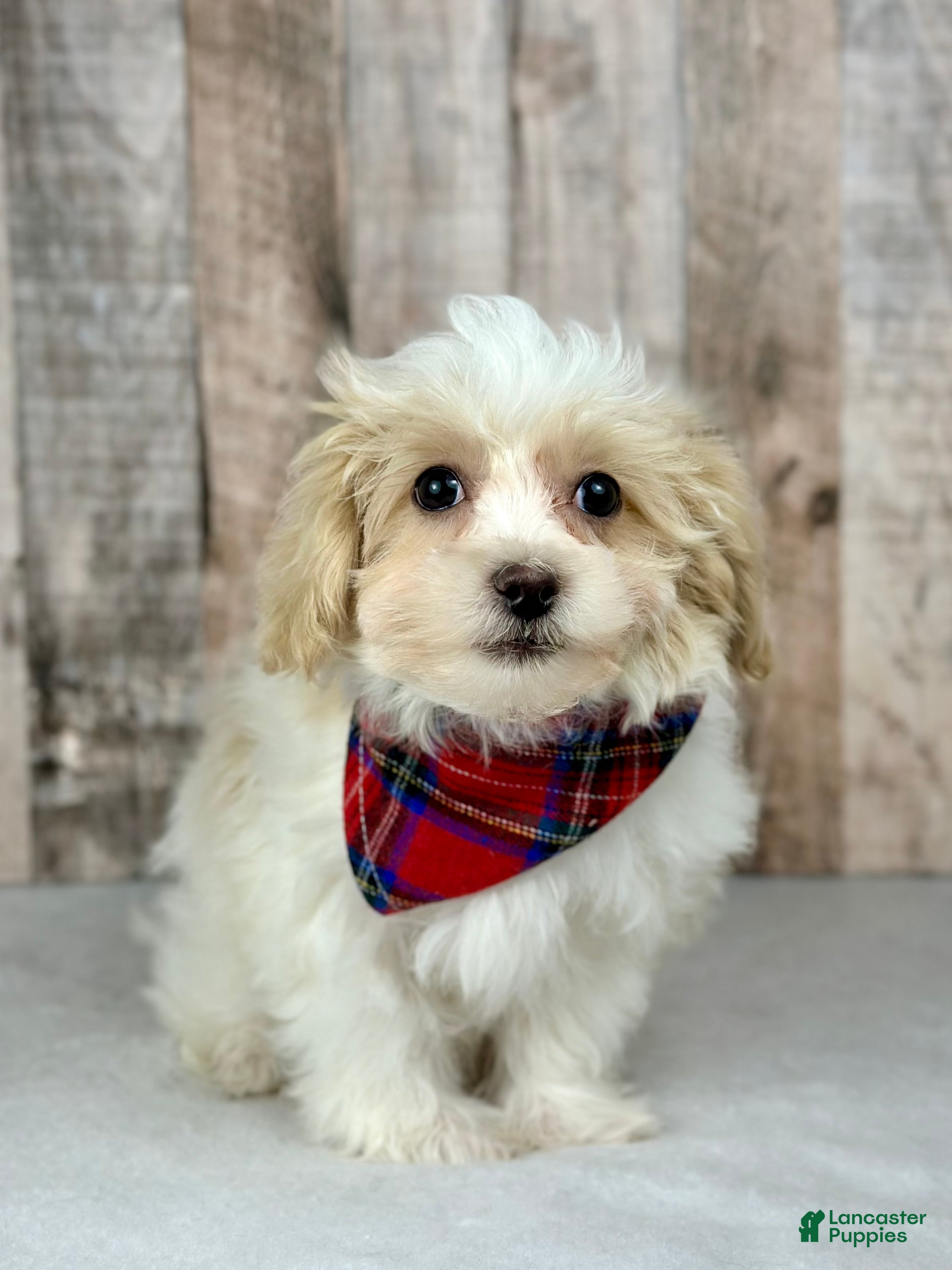 Maltipoo dogs Boy Zach - 0227 - Ad 20
