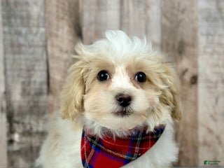 Maltipoo dogs Boy Zach - 0227 - Ad 15