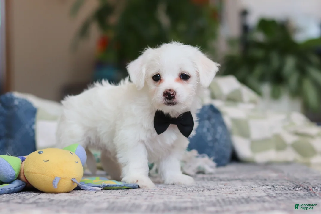 Morkie dogs for sale: Eddy - Ad 4