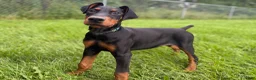 Doberman Pinscher dogs for sale: Zara - Ad 5