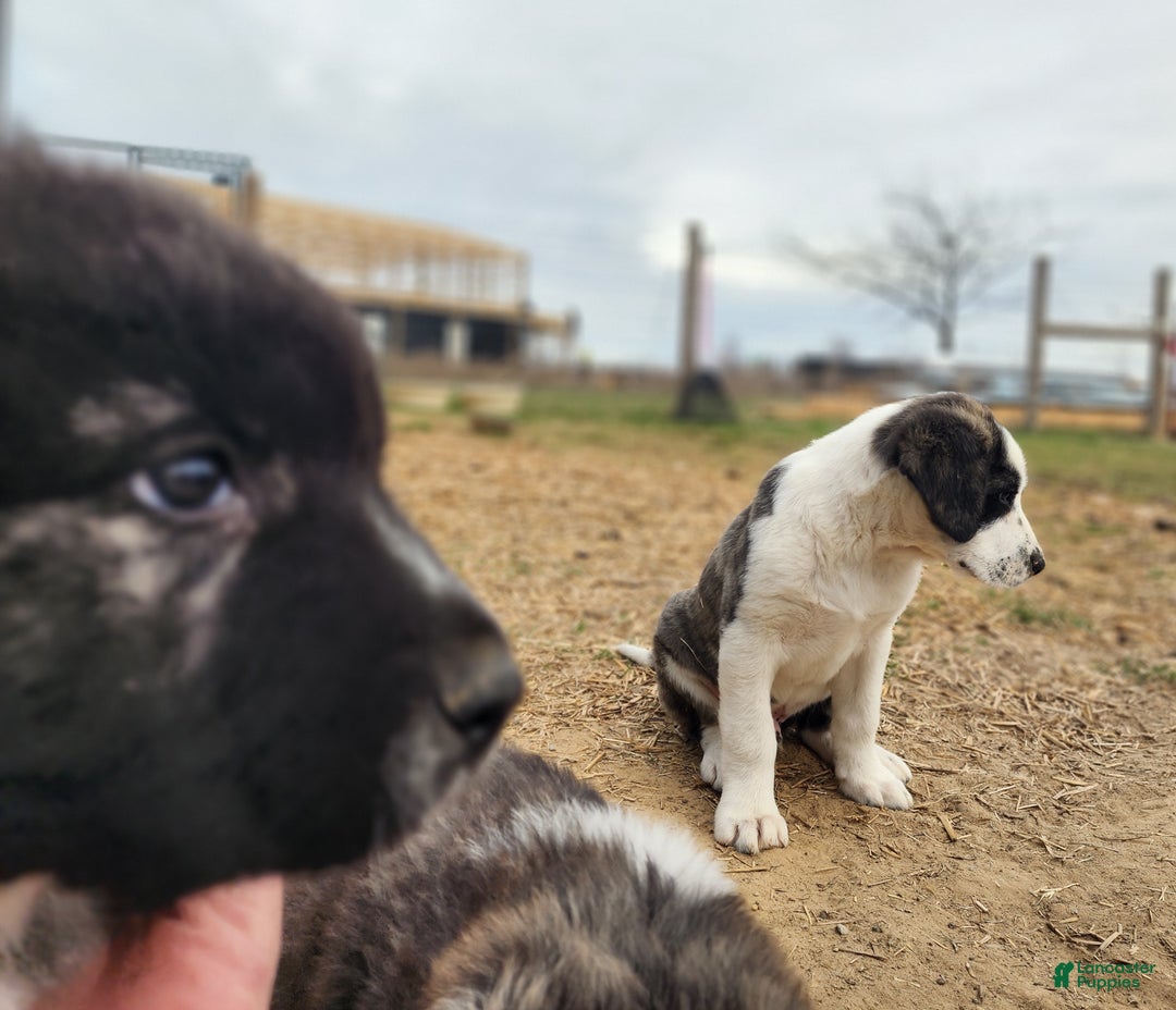 Anatolian Shepherd dogs for sale: AKC Blue 2025 M2 ASD puppy - Ad 10