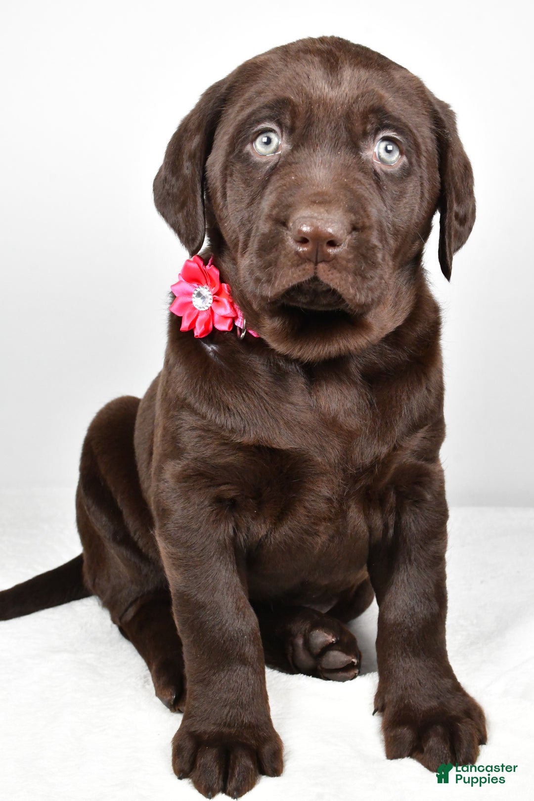 Labrador Retriever dogs for sale: Nancy - Ad 5