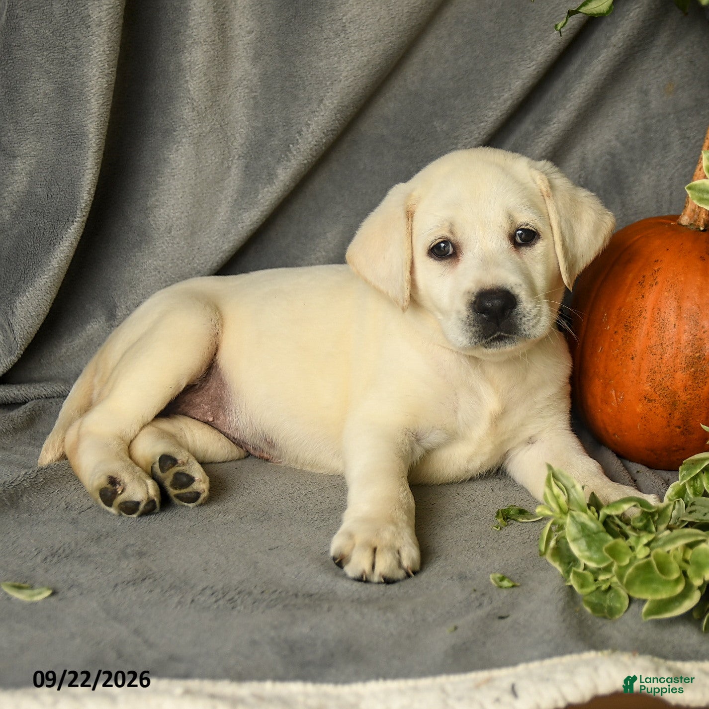 Labrador Retriever dogs Polly - Ad 2