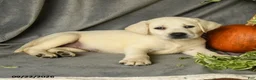 Labrador Retriever dogs for sale: Polly - Ad 2