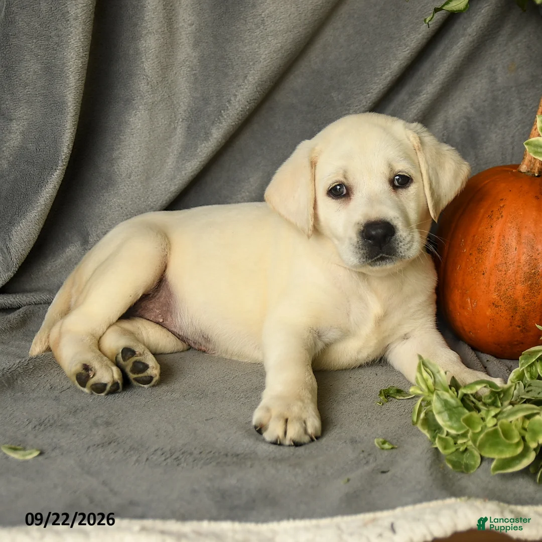 Labrador Retriever dogs for sale: Polly - Ad 2