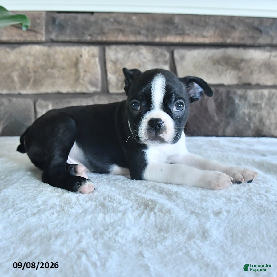 Boston Terrier dogs Cliff - Ad 2