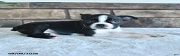 Boston Terrier dogs for sale: Cliff - Ad 2