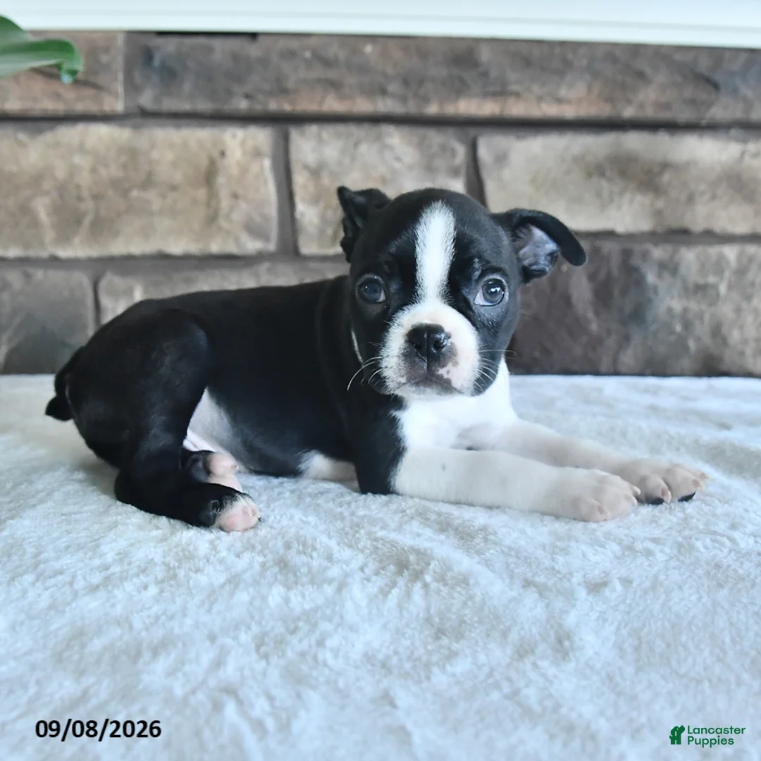 Boston Terrier dogs for sale: Cliff - Ad 2