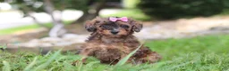 Miniature Poodle dogs for sale: Sierra - Ad 4