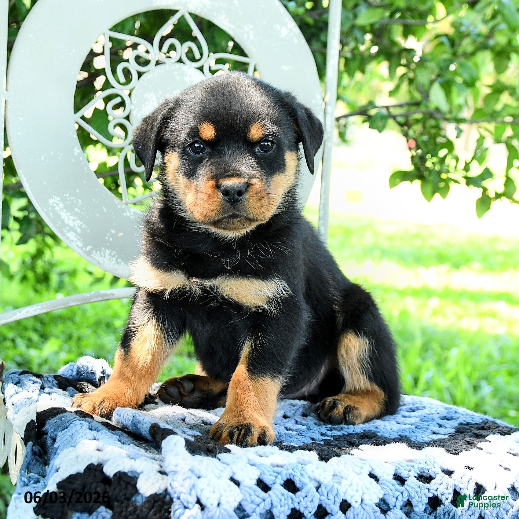 Rottweiler dogs for sale: Journey - Ad 1