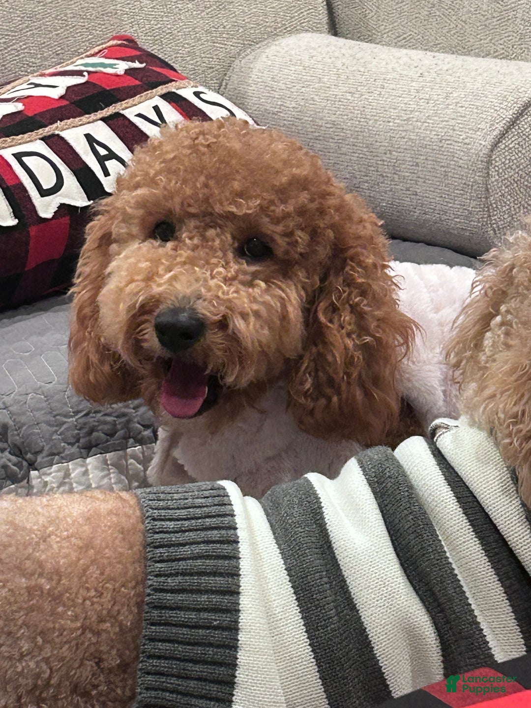 Mini Goldendoodle dogs for sale: Willow - Ad 2