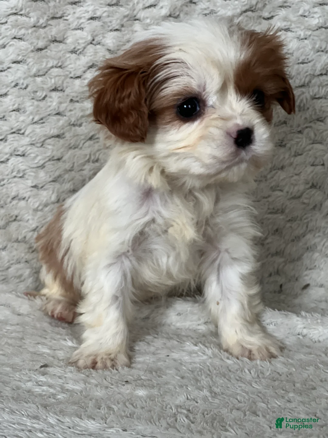Cavalier King Charles Spaniel dogs for sale: Dusty - Ad 2