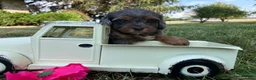 Shihpoo dogs for sale: McKenzie  - Ad 9