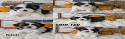 Shih Tzu dogs for sale: Kip - Ad 12