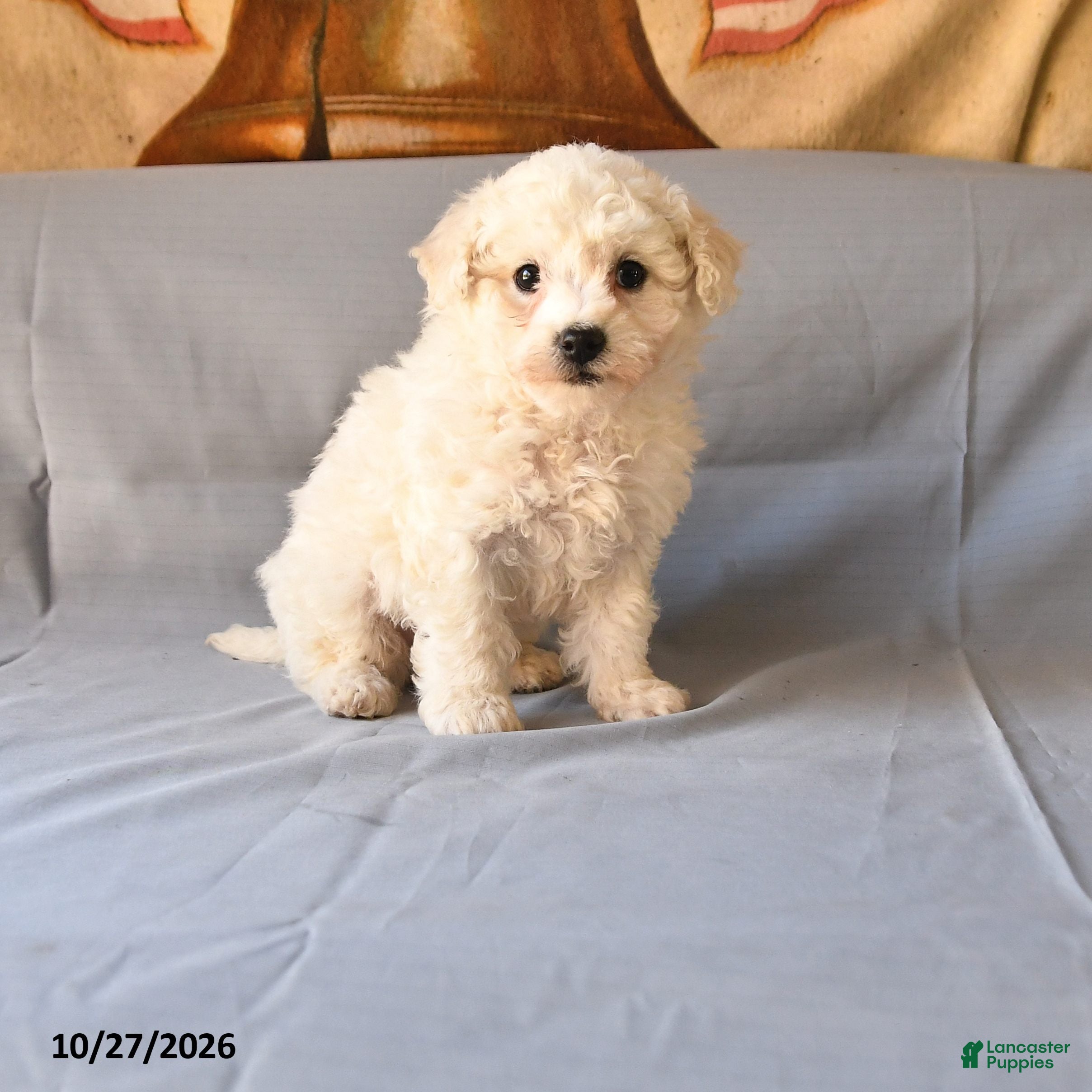 Bichon Frise dogs for sale: Raymond - Ad 1