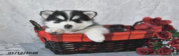 Pomsky dogs for sale: Ashley - Ad 2