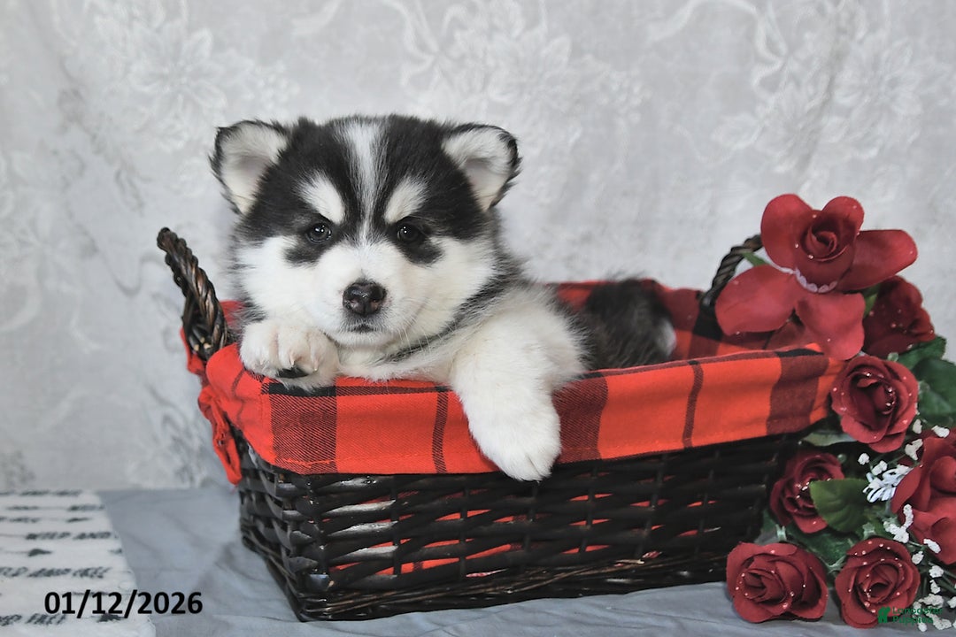 Pomsky dogs for sale: Ashley - Ad 2