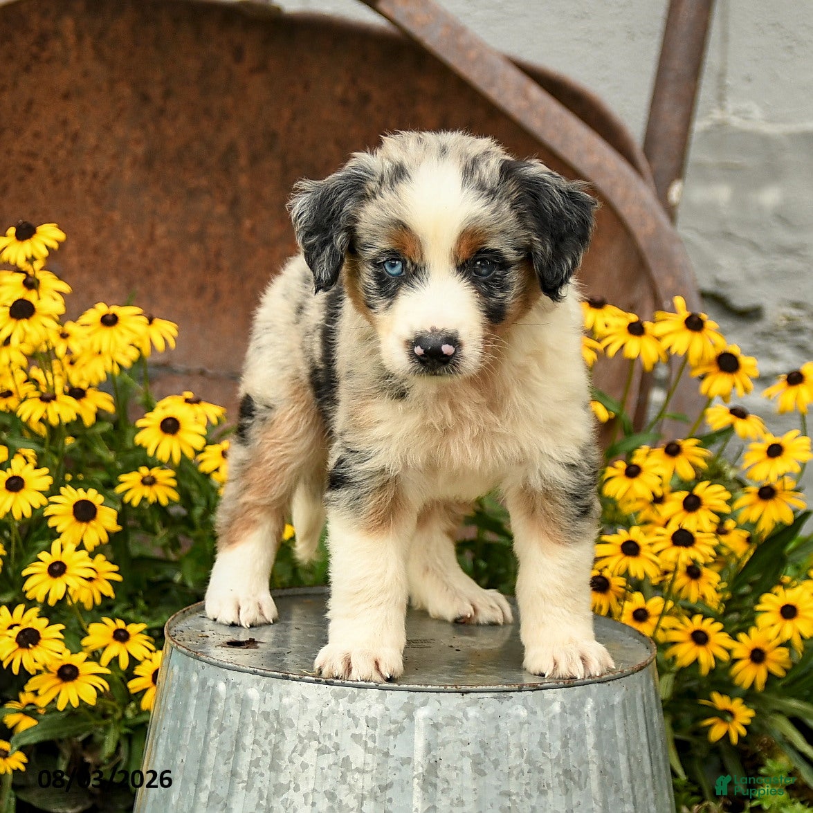Australian Shepherd dogs Felix - Ad 2