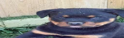 Rottweiler dogs for sale: Rottweiler Puppy 1 - Ad 25