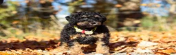 Miniature Poodle dogs for sale: Sterling (AKC) - Ad 8