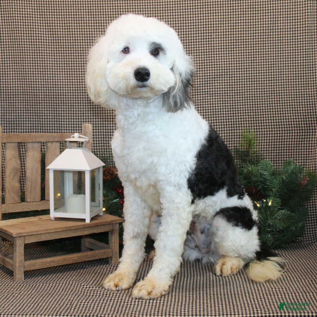 Sheepadoodle dogs for sale: Hudson - Ad 3