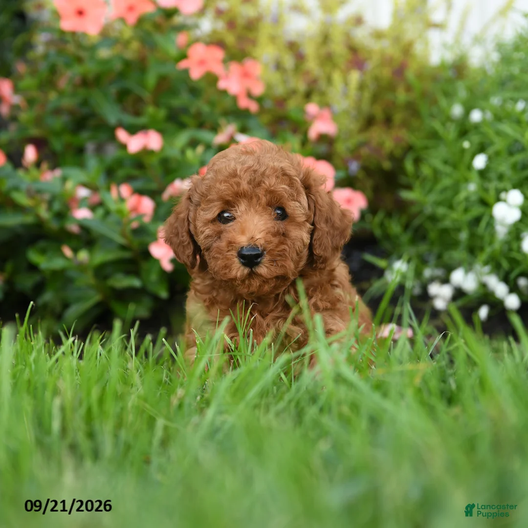 Toy Poodle dogs for sale: Crispy - Ad 1