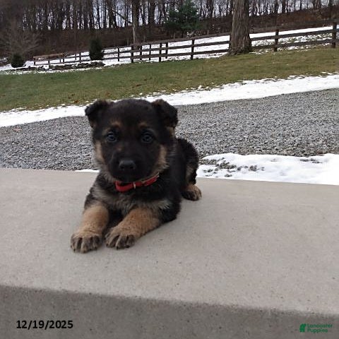 German Shepherd dogs Lilly - Ad 4