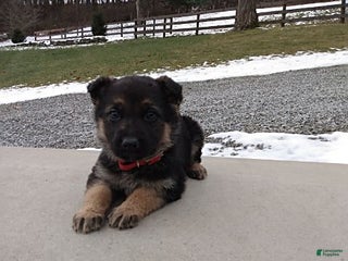 German Shepherd dogs Lilly - Ad 2