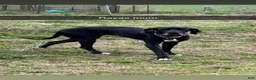 Great Dane dogs for sale: Black (dottie girl) - Ad 3