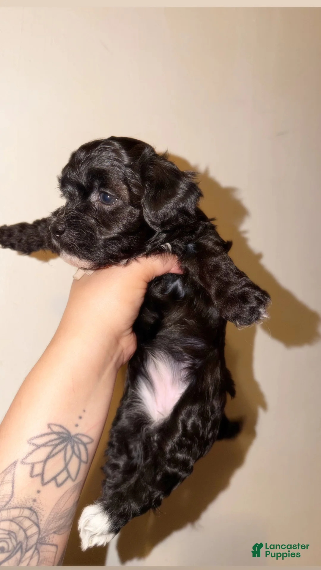 Havapoo dogs for sale: Violet - Ad 1