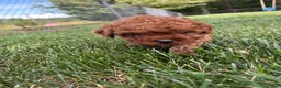 Cavapoo dogs for sale: Duke - Ad 5