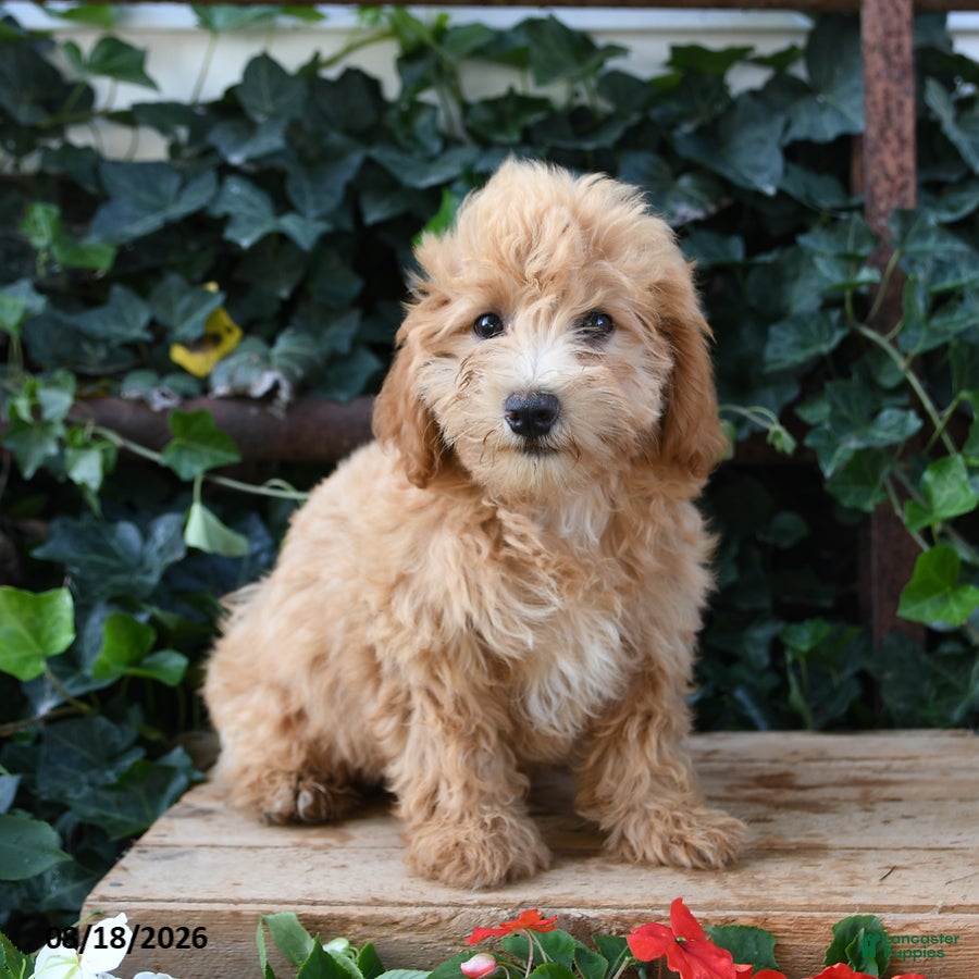 Maltipoo dogs Teddy - Ad 1