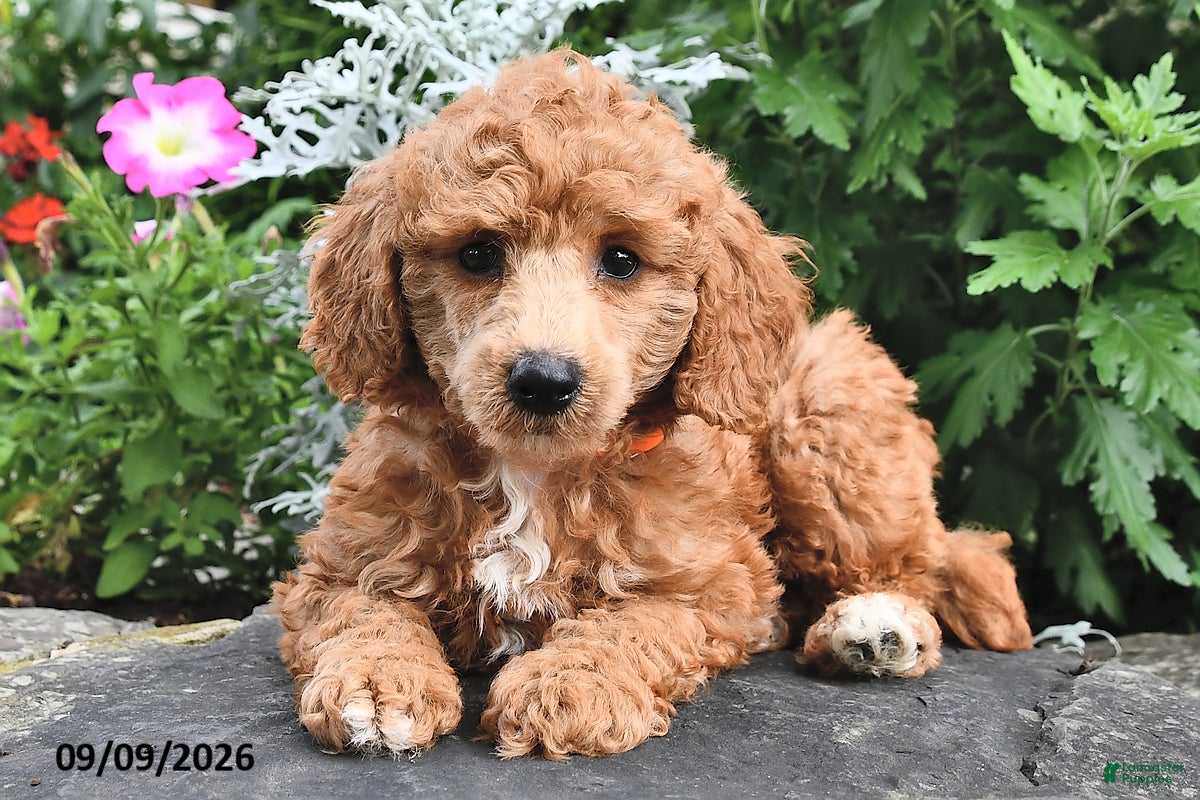 Miniature Poodle dogs Fido  - Ad 1